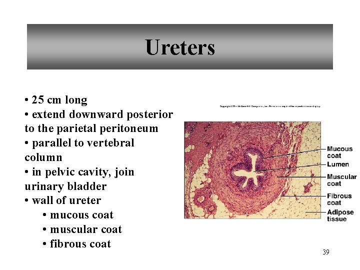 Ureters • 25 cm long • extend downward posterior to the parietal peritoneum •