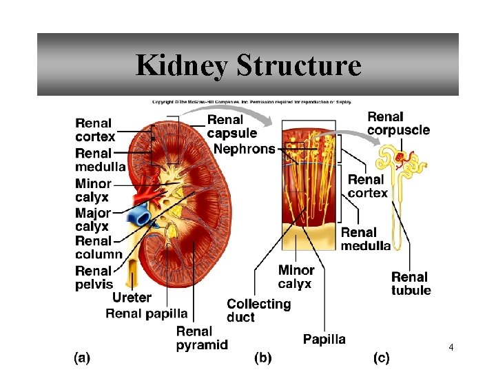 Kidney Structure 4 