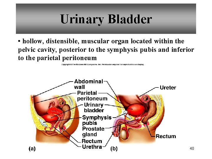 Urinary Bladder • hollow, distensible, muscular organ located within the pelvic cavity, posterior to