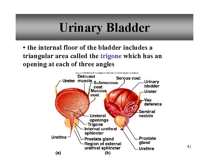 Urinary Bladder • the internal floor of the bladder includes a triangular area called