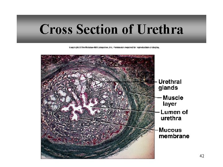 Cross Section of Urethra 42 