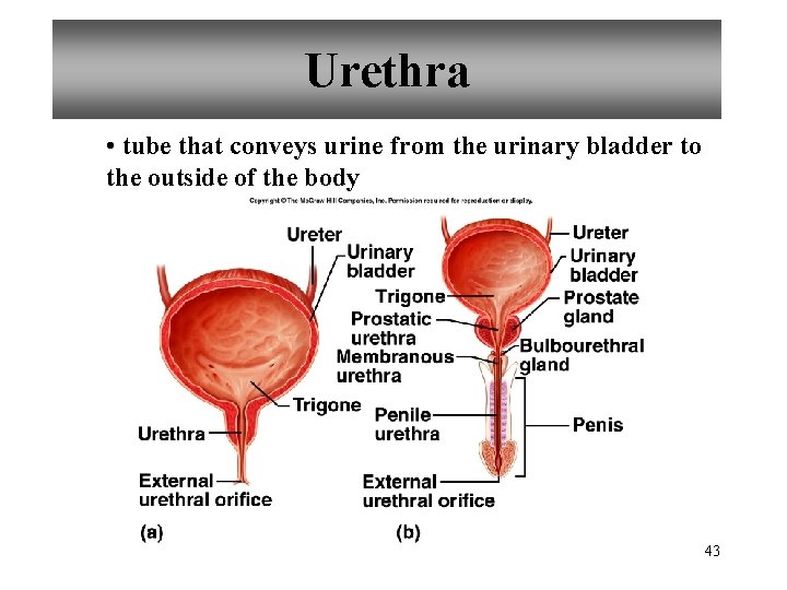 Urethra • tube that conveys urine from the urinary bladder to the outside of