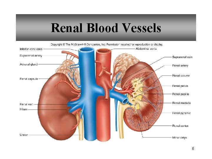 Renal Blood Vessels 6 