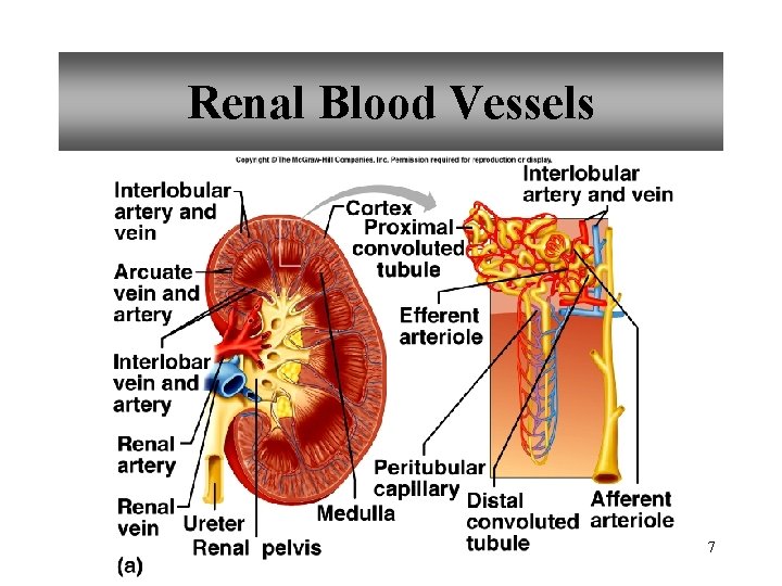 Renal Blood Vessels 7 