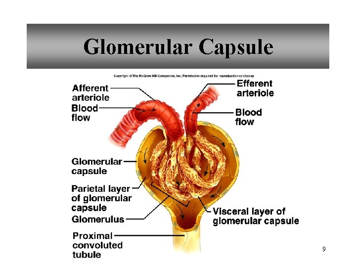 Glomerular Capsule 9 