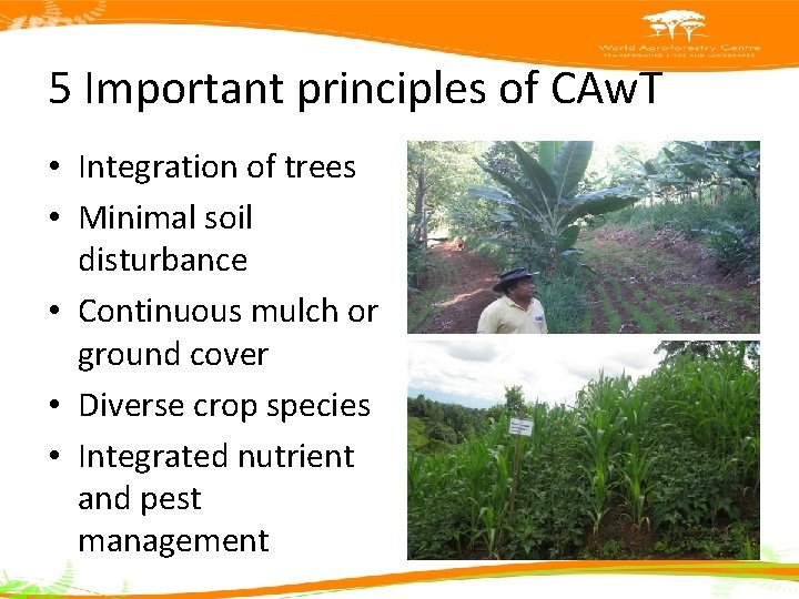 5 Important principles of CAw. T • Integration of trees • Minimal soil disturbance