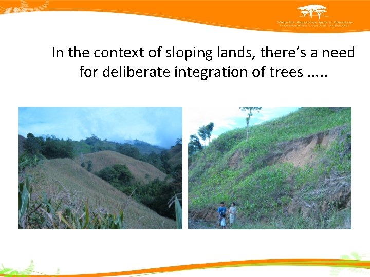 In the context of sloping lands, there’s a need for deliberate integration of trees.