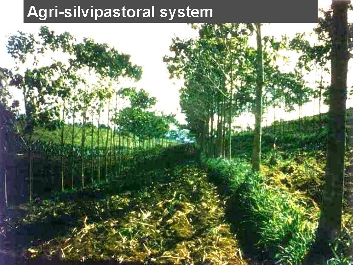 Agri-silvipastoral system 