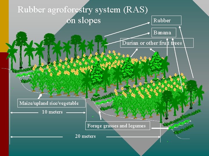 Rubber agroforestry system (RAS) on slopes Rubber Banana Durian or other fruit trees Maize/upland