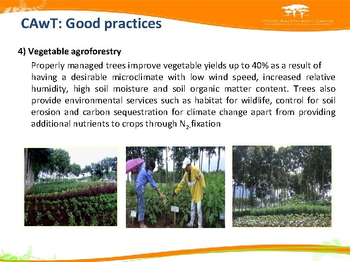 CAw. T: Good practices 4) Vegetable agroforestry Properly managed trees improve vegetable yields up