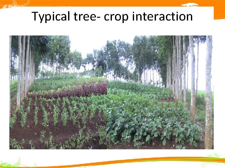 Typical tree- crop interaction 