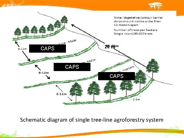 20 m CAPS Schematic diagram of single tree-line agroforestry system 