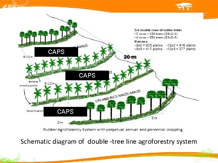 CAPS 20 m CAPS Schematic diagram of double -tree line agroforestry system 