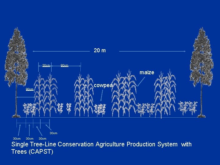 20 m 30 cm 90 cm maize cowpea 90 cm 30 cm Single Tree-Line