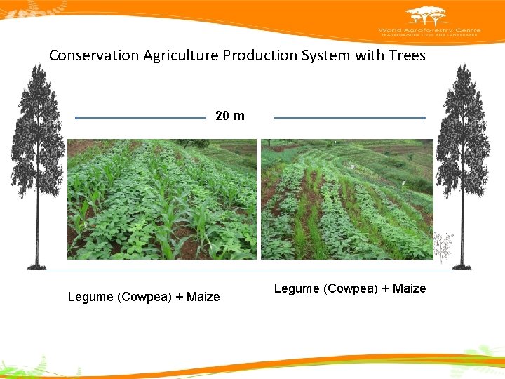Conservation Agriculture Production System with Trees 20 m Legume (Cowpea) + Maize Single Tree-Line