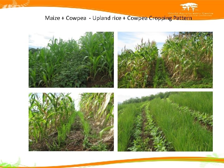 Maize + Cowpea - Upland rice + Cowpea Cropping Pattern 