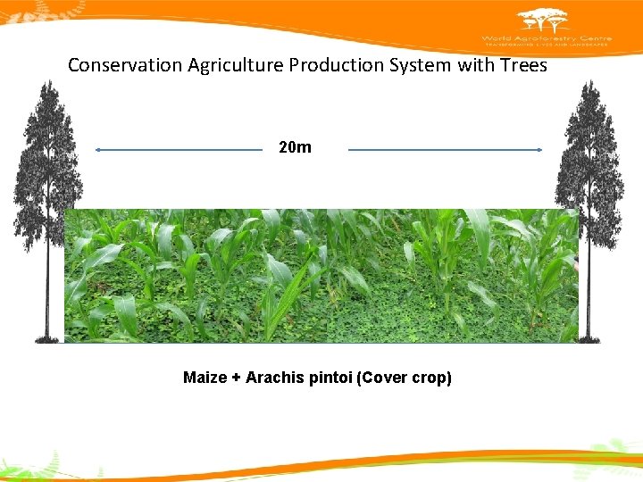 Conservation Agriculture Production System with Trees 20 m Maize + Arachis pintoi (Cover crop)