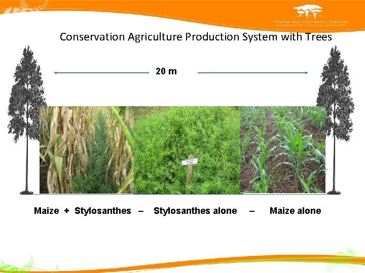 Conservation Agriculture Production System with Trees 20 m Maize+Stylo Maize + Stylosanthes – Maize+Stylo