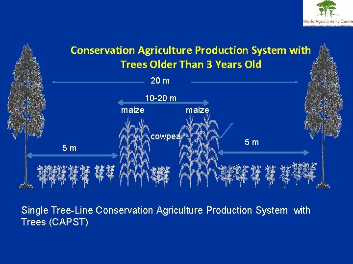 Conservation Agriculture Production System with Trees Older Than 3 Years Old 20 m 10