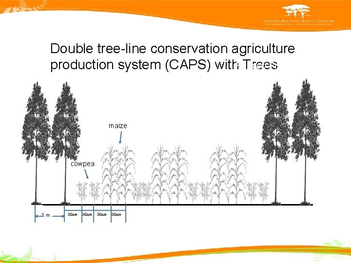 Double tree-line conservation agriculture Fruit/ Timber trees production system (CAPS) with. Rubber/ Trees Maize