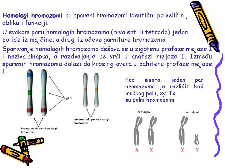 Homologi hromozomi su spareni hromozomi identični po veličini, obliku i funkciji. U svakom paru