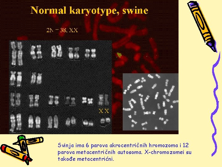 Svinja ima 6 parova akrocentričnih hromozoma i 12 parova metacentričnih autosoma. X-chromozomei su takođe