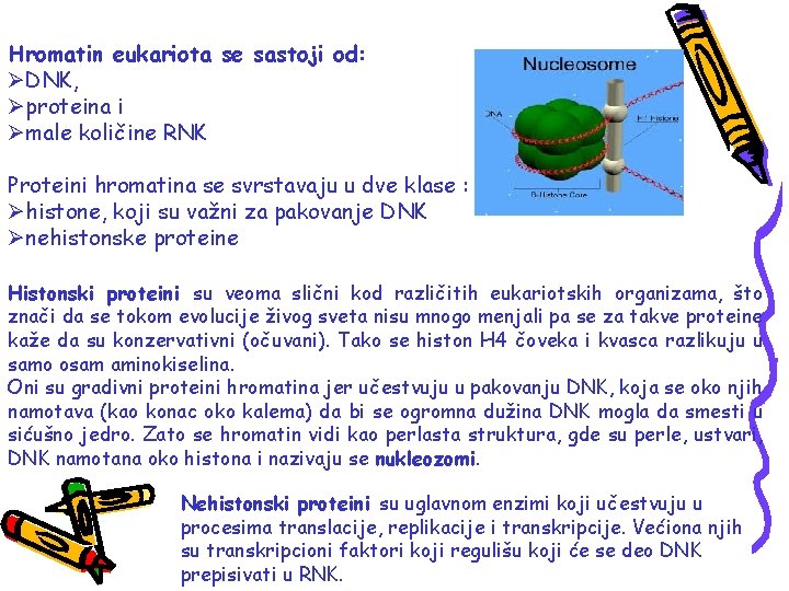 Hromatin eukariota se sastoji od: ØDNK, Øproteina i Ømale količine RNK Proteini hromatina se