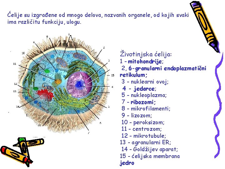 Ćelije su izgrađene od mnogo delova, nazvanih organele, od kojih svaki ima različitu funkciju,