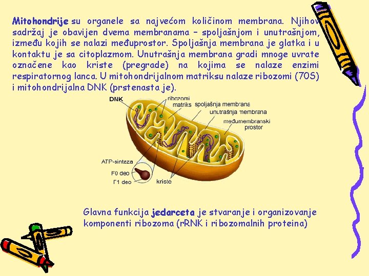 Mitohondrije su organele sa najvećom količinom membrana. Njihov sadržaj je obavijen dvema membranama –