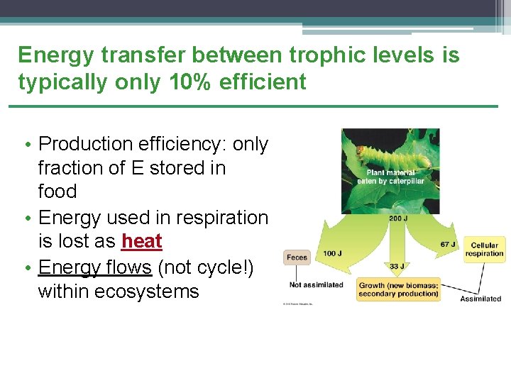 Energy transfer between trophic levels is typically only 10% efficient • Production efficiency: only