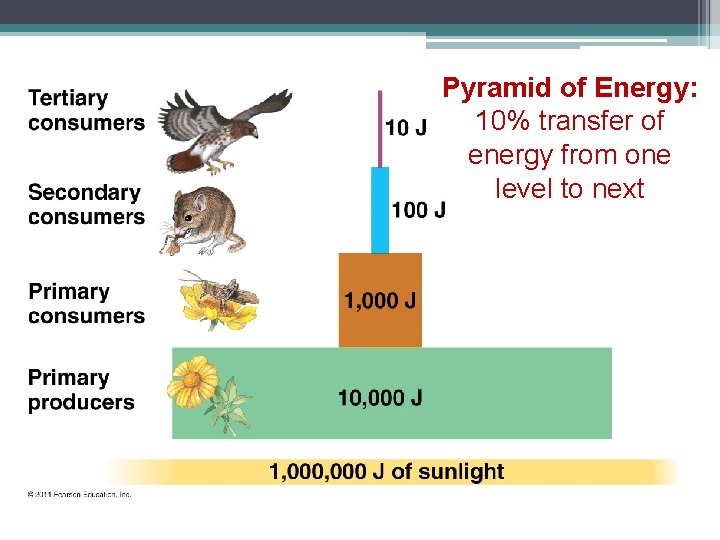 Pyramid of Energy: 10% transfer of energy from one level to next 