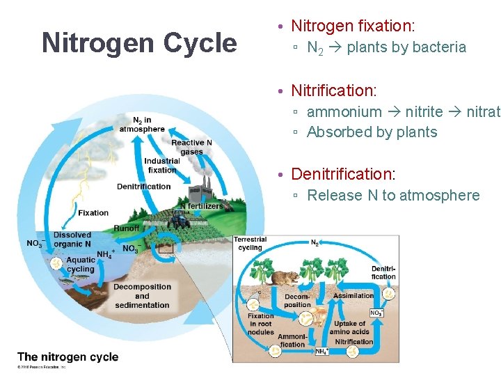 Nitrogen Cycle • Nitrogen fixation: ▫ N 2 plants by bacteria • Nitrification: ▫