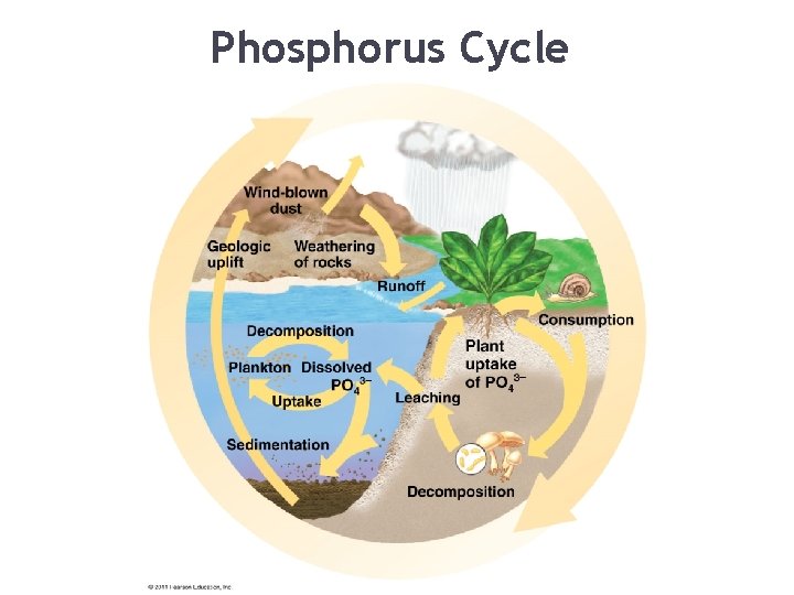 Phosphorus Cycle 