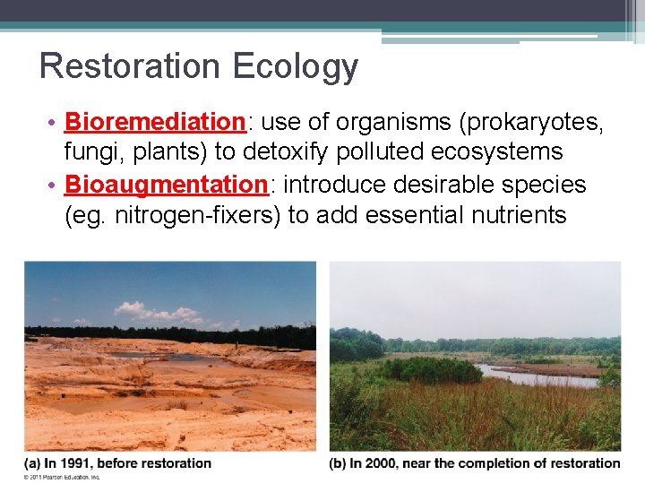 Restoration Ecology • Bioremediation: use of organisms (prokaryotes, fungi, plants) to detoxify polluted ecosystems