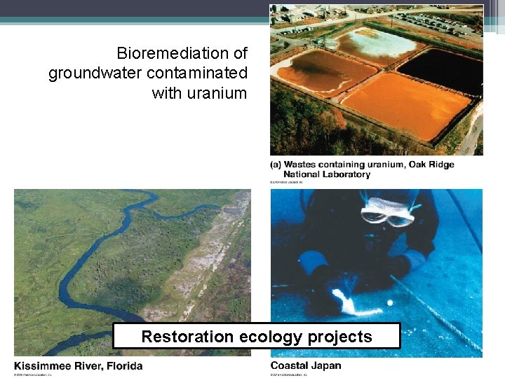 Bioremediation of groundwater contaminated with uranium Restoration ecology projects 