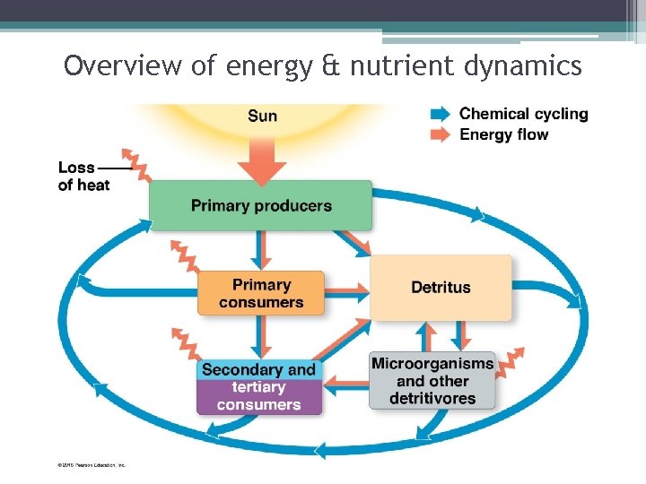 Overview of energy & nutrient dynamics 