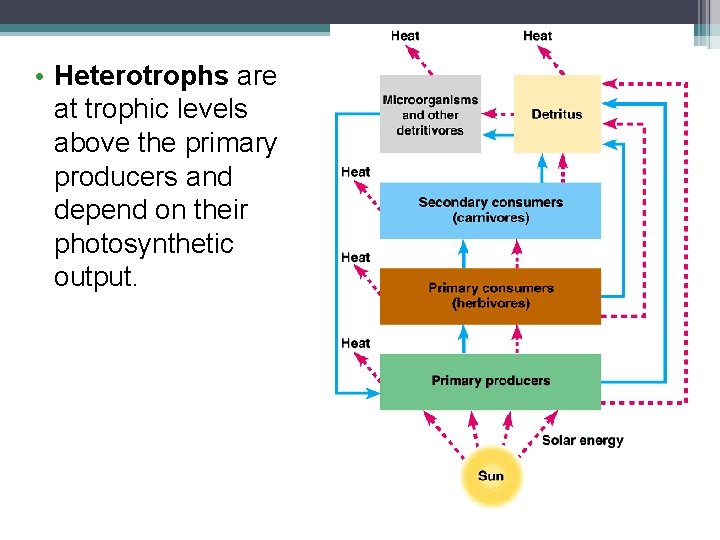  • Heterotrophs are at trophic levels above the primary producers and depend on