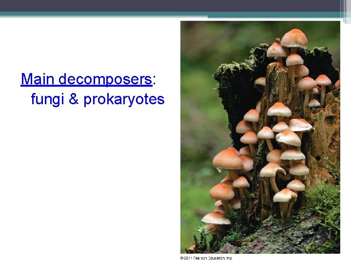 Main decomposers: fungi & prokaryotes 