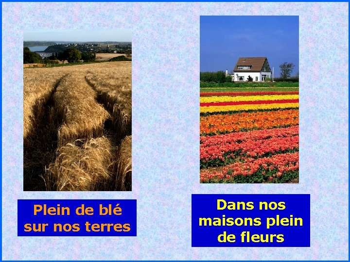 . . Plein de blé sur nos terres Dans nos maisons plein de fleurs