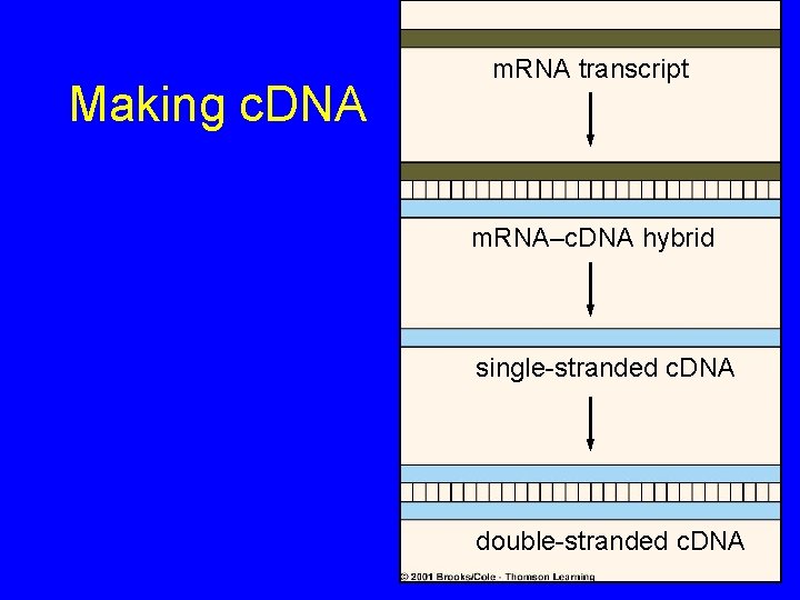 Making c. DNA m. RNA transcript m. RNA–c. DNA hybrid single-stranded c. DNA double-stranded