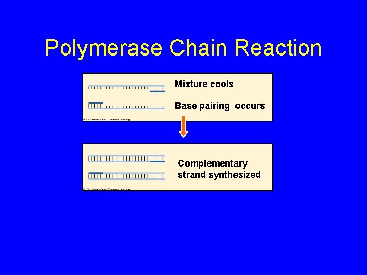 Polymerase Chain Reaction Mixture cools Base pairing occurs Complementary strand synthesized 