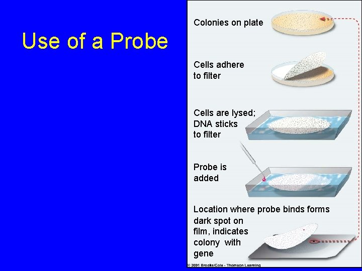 Colonies on plate Use of a Probe Cells adhere to filter Cells are lysed;