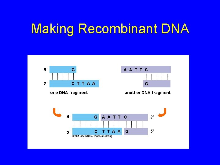 Making Recombinant DNA 5’ G A A T T C 3’ C T T