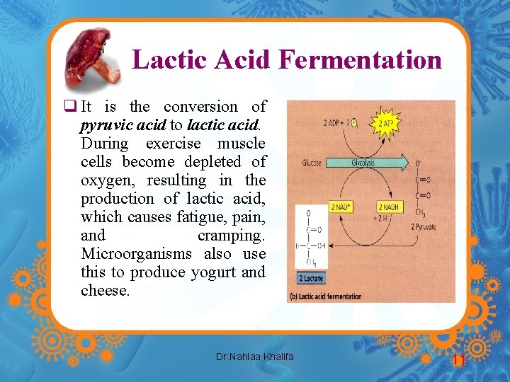 Lactic Acid Fermentation q It is the conversion of pyruvic acid to lactic acid.