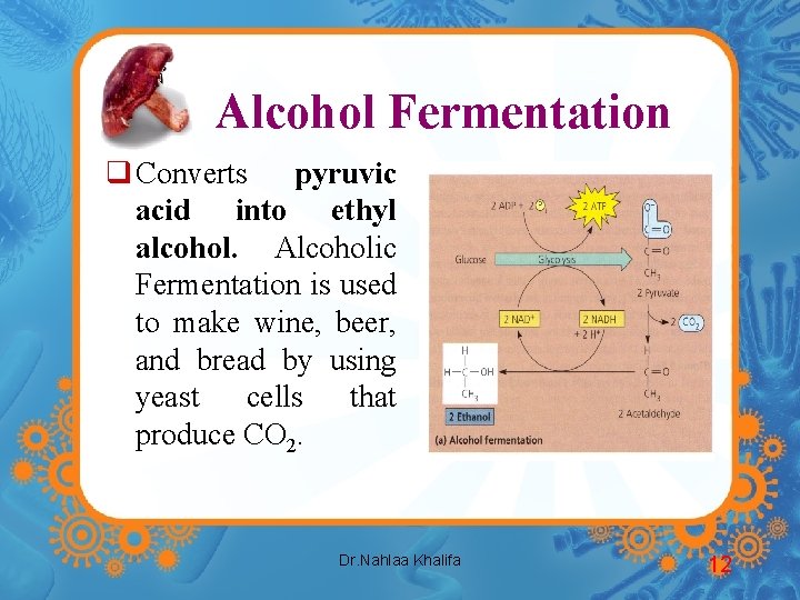 Alcohol Fermentation q Converts pyruvic acid into ethyl alcohol. Alcoholic Fermentation is used to