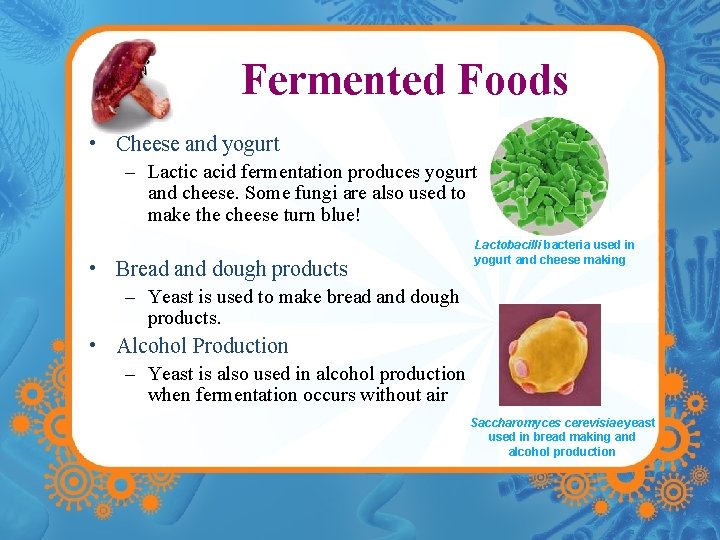 Fermented Foods • Cheese and yogurt – Lactic acid fermentation produces yogurt and cheese.