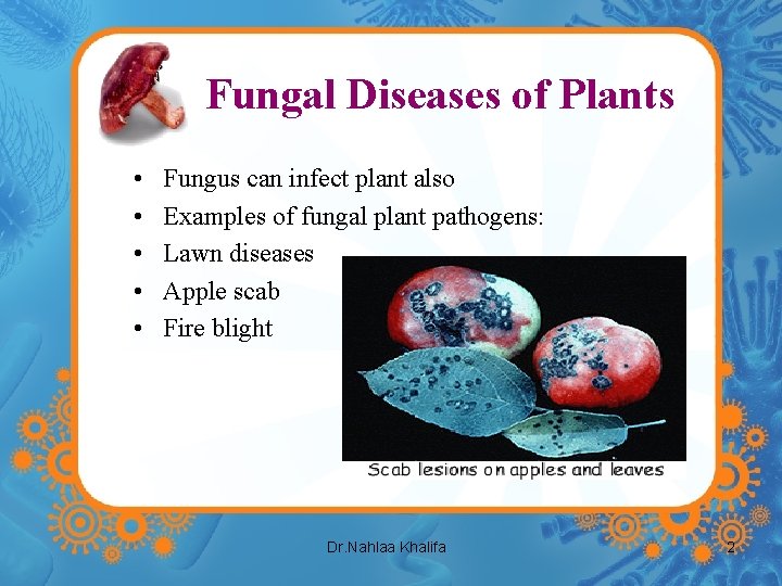 Fungal Diseases of Plants • • • Fungus can infect plant also Examples of