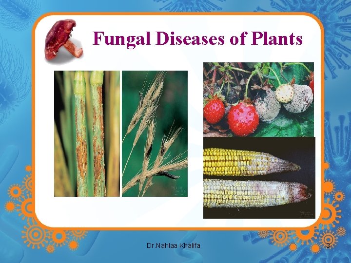 Fungal Diseases of Plants Dr. Nahlaa Khalifa 3 