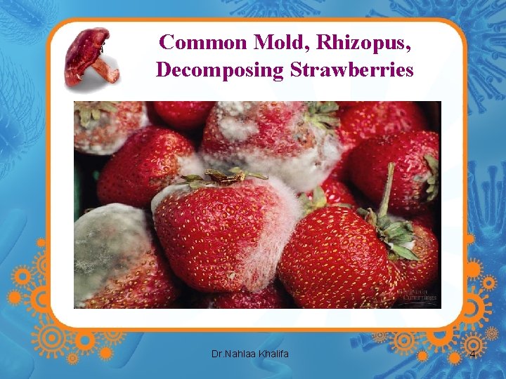 Common Mold, Rhizopus, Decomposing Strawberries Dr. Nahlaa Khalifa 4 