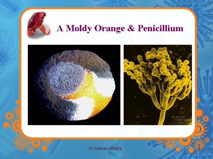 A Moldy Orange & Penicillium Dr. Nahlaa Khalifa 5 